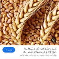 فروش گندم کیلو ۲۵