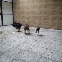 بوقلمون نر|حیوانات مزرعه|گرگان, |دیوار