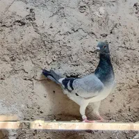 پلاکی|پرنده|یاسوج, |دیوار