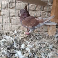 کفتر|پرنده|کاشان, کوچه باسکول|دیوار