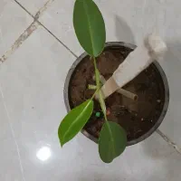 تلویزیون گلها