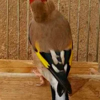 سهره دو رگه ۲ ساله کتون خور و خرقه۰۰۰|پرنده|اصفهان, شاهد|دیوار