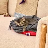 گربه بریتیش اسکاتیش بلک گلد