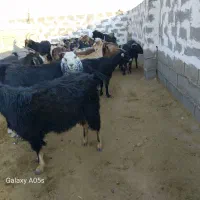 قیمت جفتی 17|حیوانات مزرعه|جنت, |دیوار