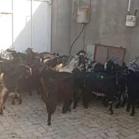 کهره بره بز میش|حیوانات مزرعه|شیراز, بازار|دیوار