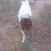 بزغاله تو پر و سالم|حیوانات مزرعه|قم, الغدیر|دیوار