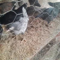 نیمچه باری اصل محلی|حیوانات مزرعه|خورموج, |دیوار