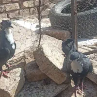کفتر سیندق