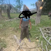 خرید چوب و درخت باغی و ساختمانی