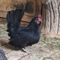 تخم نطفه دار جاپنیز|حیوانات مزرعه|خمینیشهر, |دیوار