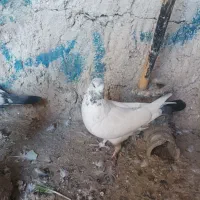 کفترپرشی