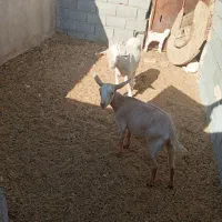 بز وکره|حیوانات مزرعه|مهریز, |دیوار