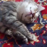 گربه نازوجذاب|گربه|مشگین شهر, |دیوار