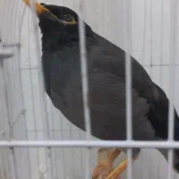 مرغ مینا سخنگو  ( خیلی دوست داشتنی)