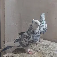 کفتر پرشی|پرنده|قم, شهرک امام حسن|دیوار