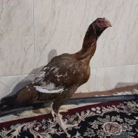 مرغ لاری  افغانی