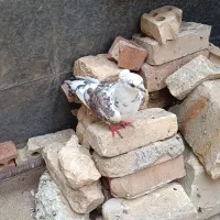 3تا کبوتر نر