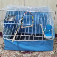 مرغ عشق|پرنده|زاهدان, |دیوار