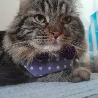 گربه گم شده|حیوانات|ارومیه, |دیوار