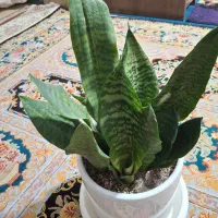 پتوس ، سانسوریا و ...|گل و گیاه طبیعی|تهران, امیریه|دیوار