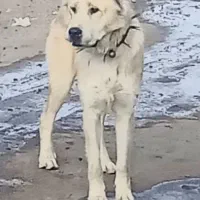 واگذا ری سگ سرابی اصیل