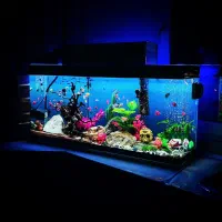 آکواریوم ماهی با لوازمات