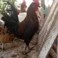 مرغ خروس محلی