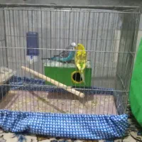 مرغ عشق مولد