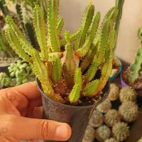 گیاه کاکتوس افوربیا|گل و گیاه طبیعی|تهران, ائمه اطهار|دیوار