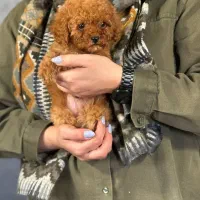 توله پودل اصالت‌دار