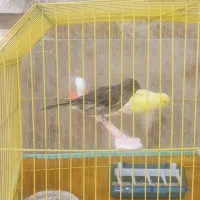 قناری نروماده