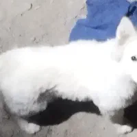 سگ پاکوتاه نر بازیگوش