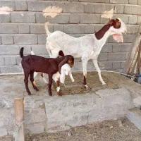 بز با دو کهر ماده