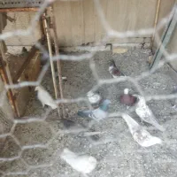 تعدادی گفت.  پدر قناری|پرنده|نجف‌آباد, گلدشت|دیوار