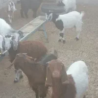 فروش بز غاله نر وماده|حیوانات مزرعه|کرمان, |دیوار