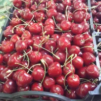 باغ میوه با اتاق فنس کشی شده شوراب صغیر ا