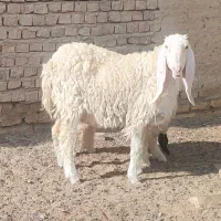 گوسفند ماده آبست ویک بره کابور|حیوانات مزرعه|زابل, |دیوار