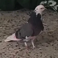 کبوتر شازده و سفید کاکل دم سبز