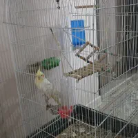 فروش عروس هلندی با قفس بزرگ و امکانات|پرنده|شیراز, آزادگان|دیوار