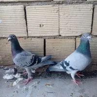 نروماده پلاکی