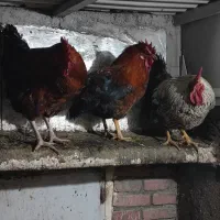 خروس و بوقلمون ماده