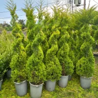 لاوسون مته ای