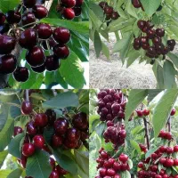 انواع نهال زودبازده و پربار میوه‌ و خشکبار