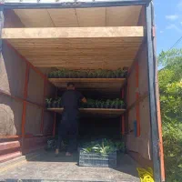 باربری / حمل گل‌های آپارتمانی و حمل اثاثیه|خدمات حمل و نقل|محلات, |دیوار