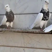 کبوتر یا پرنده طوقی