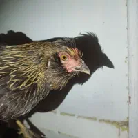 مرغ گلین تخم گذار