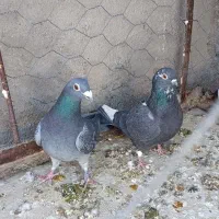 کفتر سار موشی پر خال، آلمانی