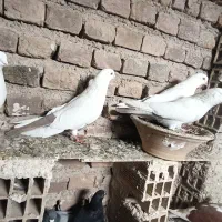 کبوتر|پرنده|باسمنج, |دیوار