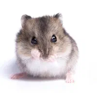 همستر های بندانگشتی