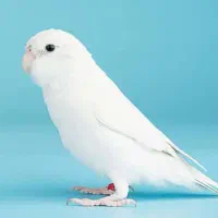 مرغ عشق پیدا شده